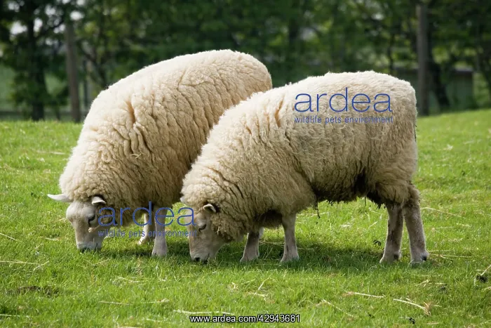 : Beltex double muscled sheep - grazing : Beltex double muscled sheep - grazing