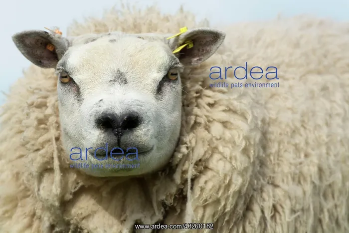  : Beltex sheep, Beltex ewes, purebred, domestic animals