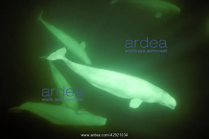 : Beluga (Delphinapterus leucas). Churchill River estuary, Churchill, Manitoba, Canada : Beluga (Delphinapterus leucas). Churchill River estuary, Churchill, Manitoba, Canada