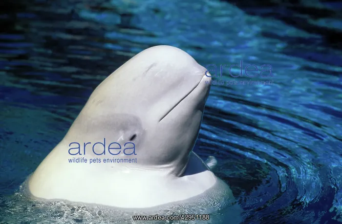  : Beluga (Delphinapterus leucas)