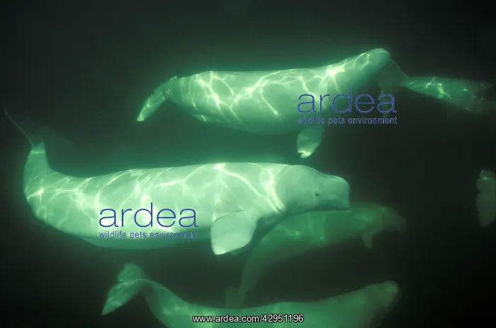 : Beluga (Delphinapterus leucas). Churchill River estuary, Churchill, Manitoba, Canada : Beluga (Delphinapterus leucas). Churchill River estuary, Churchill, Manitoba, Canada