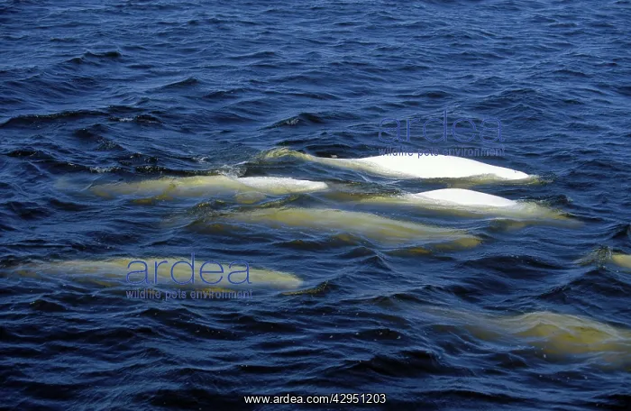 : Beluga (Delphinapterus leucas). Churchill River estuary, Churchill, Manitoba, Canada : Beluga (Delphinapterus leucas). Churchill River estuary, Churchill, Manitoba, Canada