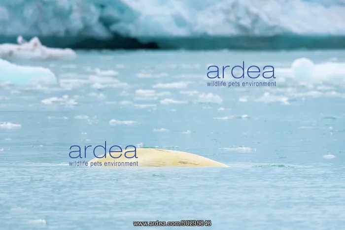 : Beluga. White whale, Beluga - whale swimming at the surface - Norway : Beluga. White whale, Beluga - whale swimming at the surface - Norway
