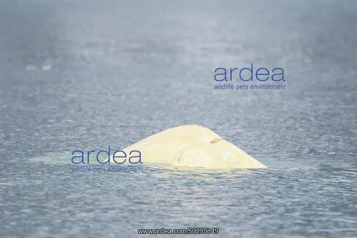 : Beluga. White whale, Beluga - whale swimming at the surface - Norway : Beluga. White whale, Beluga - whale swimming at the surface - Norway