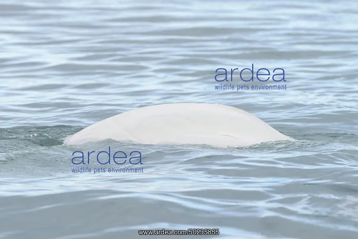 : Beluga. White whale, Beluga - whale swimming at the surface - Norway : Beluga. White whale, Beluga - whale swimming at the surface - Norway
