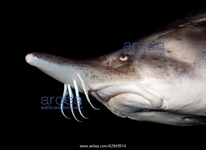 : Beluga Sturgeon : Beluga Sturgeon