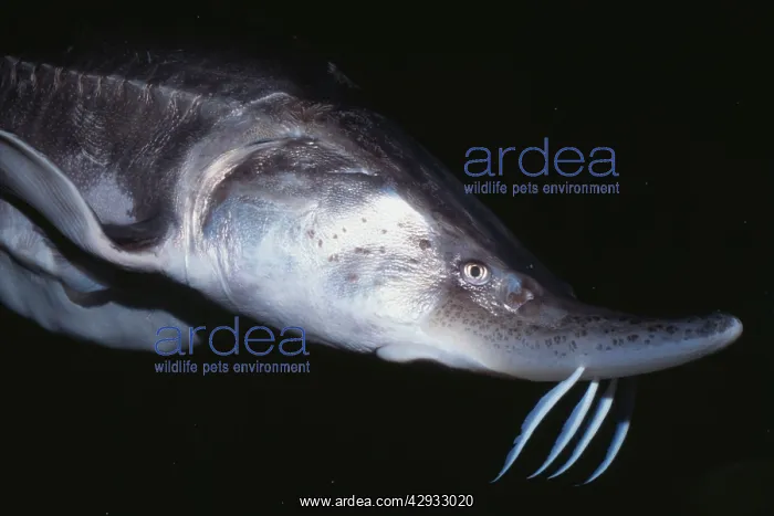 : BELUGA STURGEON - HEAD C / U : BELUGA STURGEON - HEAD C / U