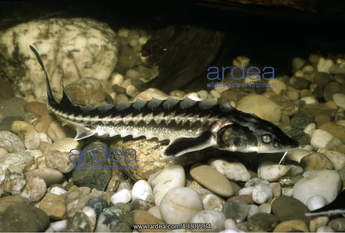 : BELUGA STURGEON - YOUNG : BELUGA STURGEON - YOUNG