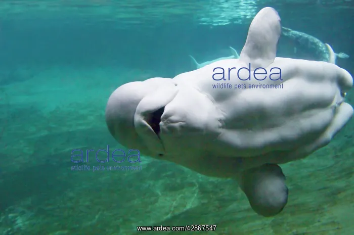 : Beluga Whale : Beluga Whale
