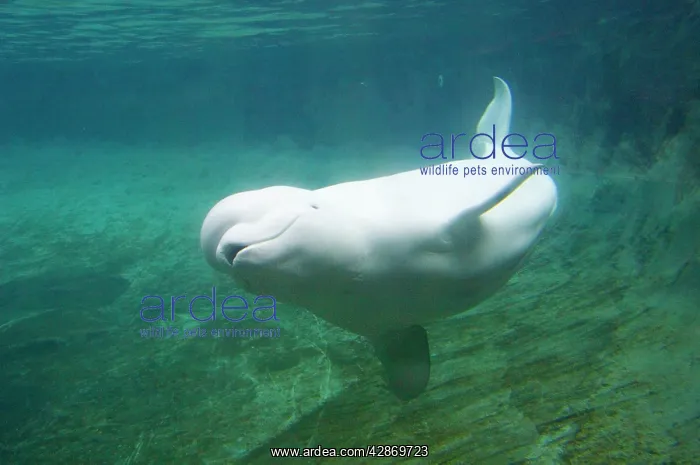 : Beluga Whale : Beluga Whale