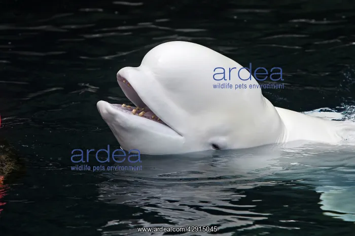 : Beluga Whale : Beluga Whale