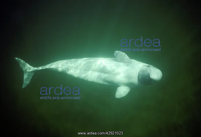 : BELUGA WHALE : BELUGA WHALE