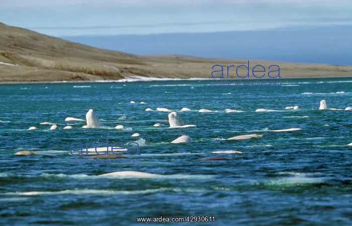 : Beluga Whale : Beluga Whale