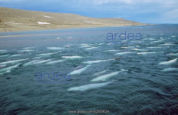 : Beluga Whale : Beluga Whale