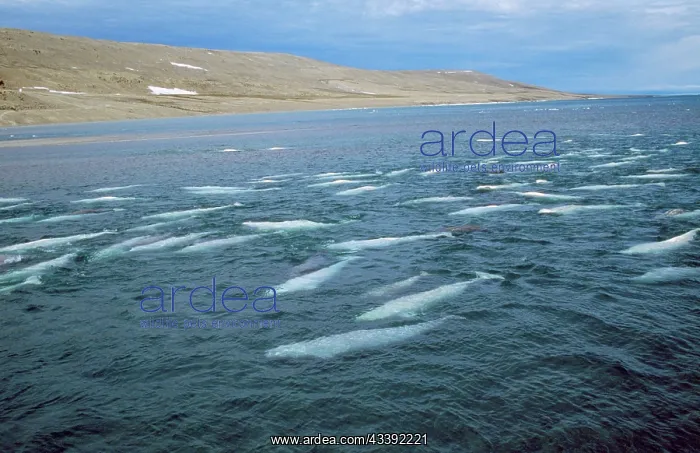 : Beluga Whale : Beluga Whale