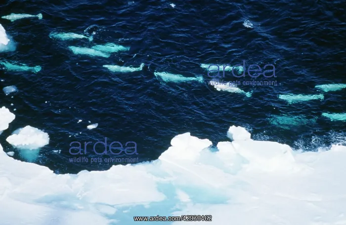 : Beluga Whale - aerial view : Beluga Whale - aerial view
