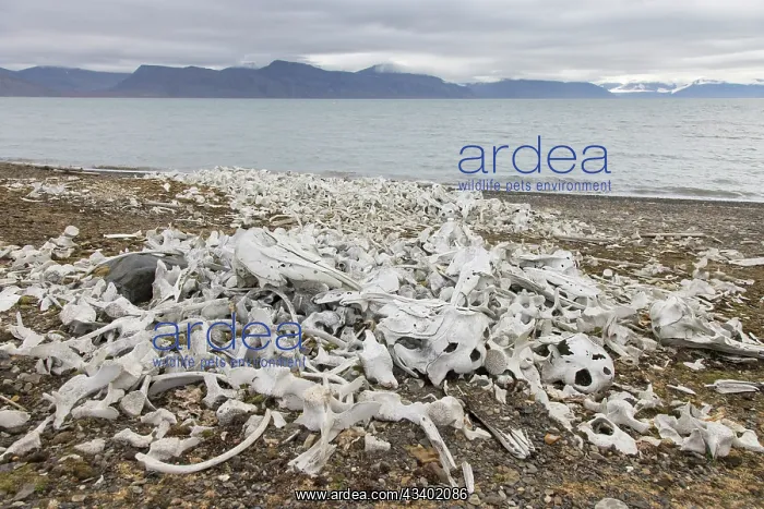 : Beluga whale bones at the Bamsebu whaling station : Beluga whale bones at the Bamsebu whaling station