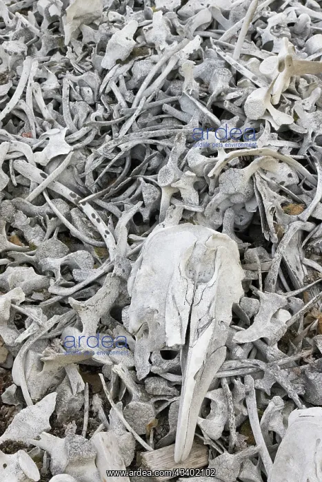 : Beluga whale bones at the Bamsebu whaling station : Beluga whale bones at the Bamsebu whaling station