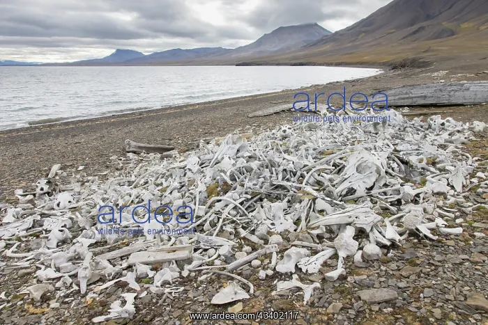 : Beluga whale bones at the Bamsebu whaling station : Beluga whale bones at the Bamsebu whaling station