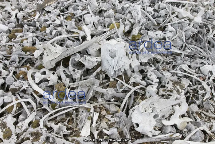 : Beluga whale bones at the Bamsebu whaling station : Beluga whale bones at the Bamsebu whaling station