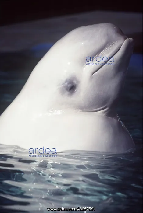 : BELUGA WHALE - Close-up of head : BELUGA WHALE - Close-up of head
