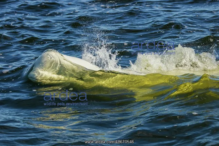 : Beluga whale comes up for a breath in Hudson Bay, Manitoba : Beluga whale comes up for a breath in Hudson Bay, Manitoba