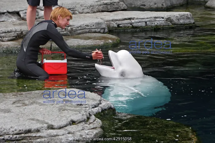 : Beluga Whale - being fed by handler : Beluga Whale - being fed by handler