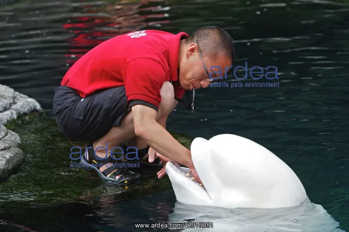 : Beluga Whale - with handler : Beluga Whale - with handler