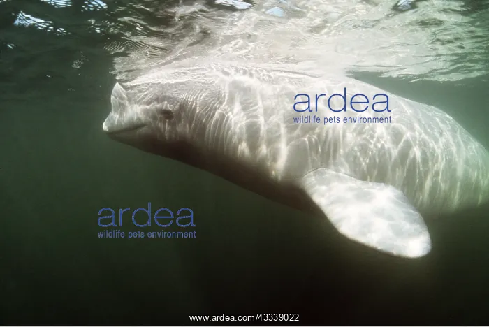 : BELUGA WHALE - near water surface : BELUGA WHALE - near water surface