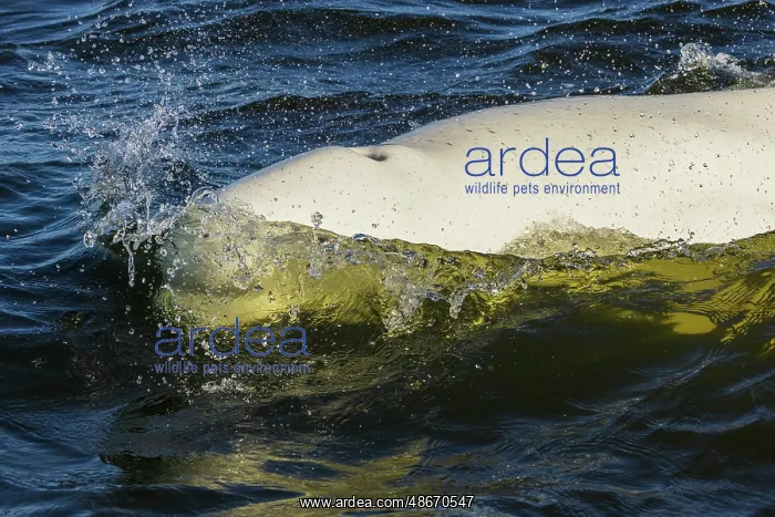 : Beluga whale surfacing in Hudson Bay, Manitoba : Beluga whale surfacing in Hudson Bay, Manitoba