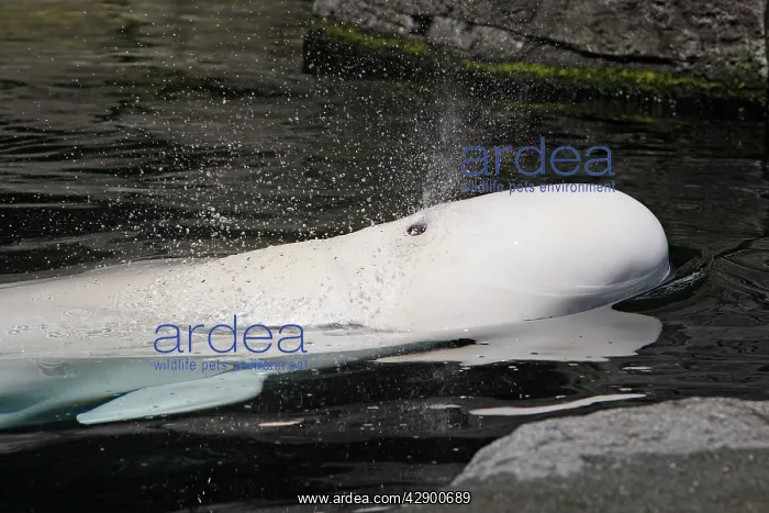 : Beluga Whale - in water : Beluga Whale - in water