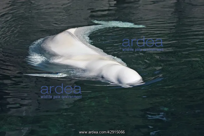 : Beluga Whale - in water : Beluga Whale - in water