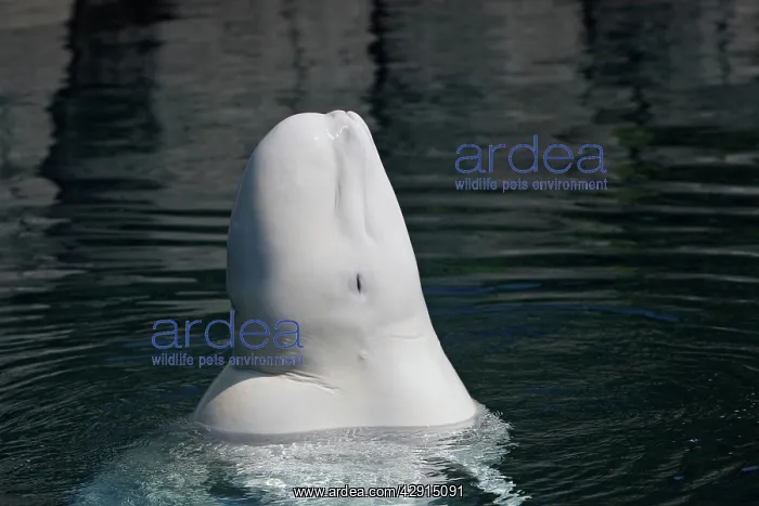: Beluga Whale - in water : Beluga Whale - in water