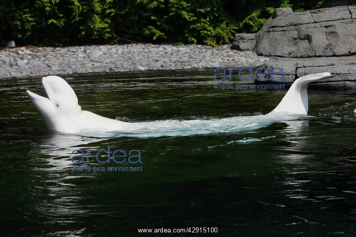 : Beluga Whale - in water : Beluga Whale - in water