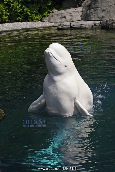 : Beluga Whale - in water : Beluga Whale - in water