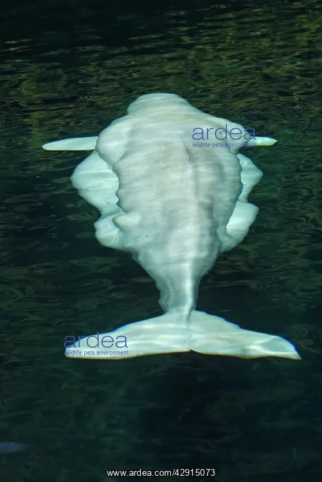 : Beluga Whale - in water - view from above : Beluga Whale - in water - view from above