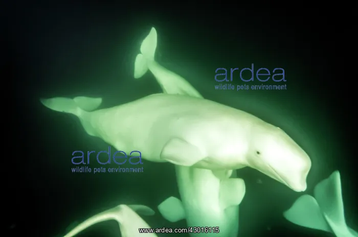  : Beluga Whales underwater