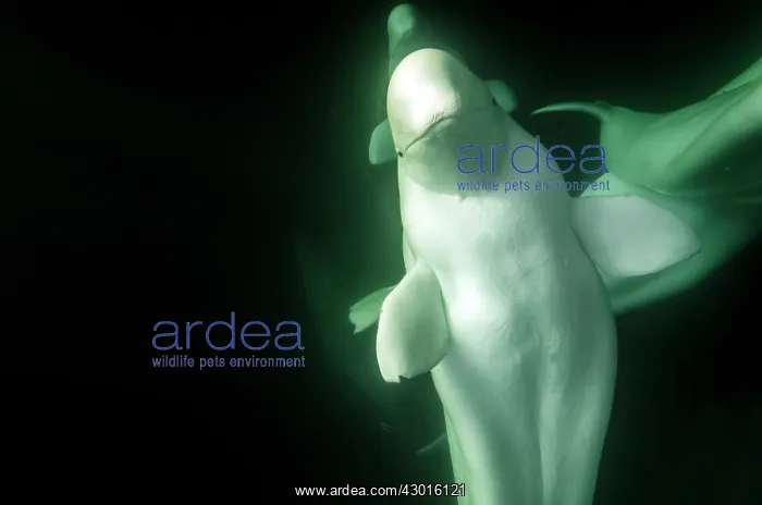  : Beluga Whales underwater