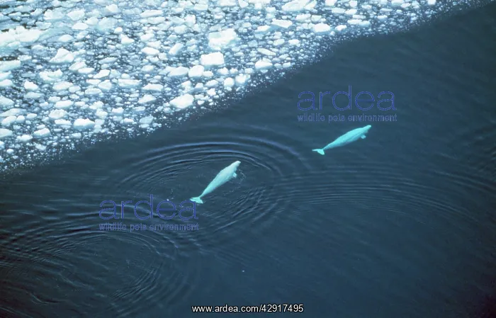: Beluga Whales - x2, in sea, aerial shot : Beluga Whales - x2, in sea, aerial shot