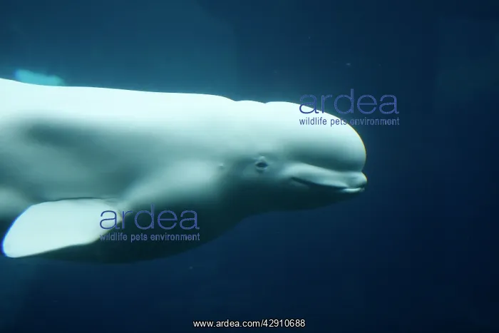 : Beluga / White Whale : Beluga / White Whale