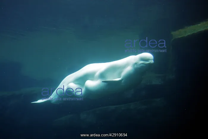 : Beluga / White Whale : Beluga / White Whale