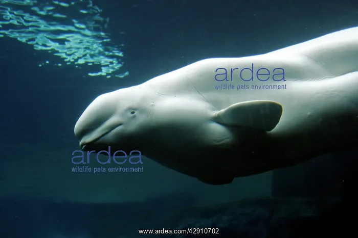  : Beluga  /  White Whale