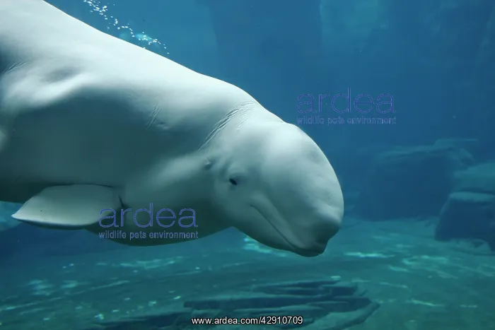 : Beluga / White Whale : Beluga / White Whale