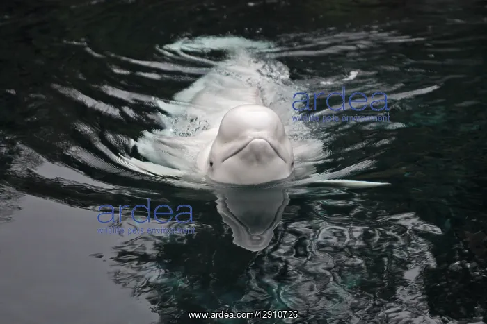 : Beluga / White Whale : Beluga / White Whale