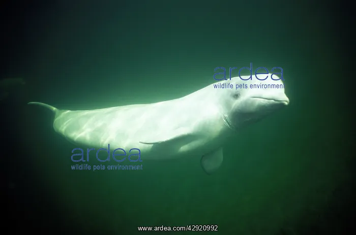 : Beluga / White Whale : Beluga / White Whale