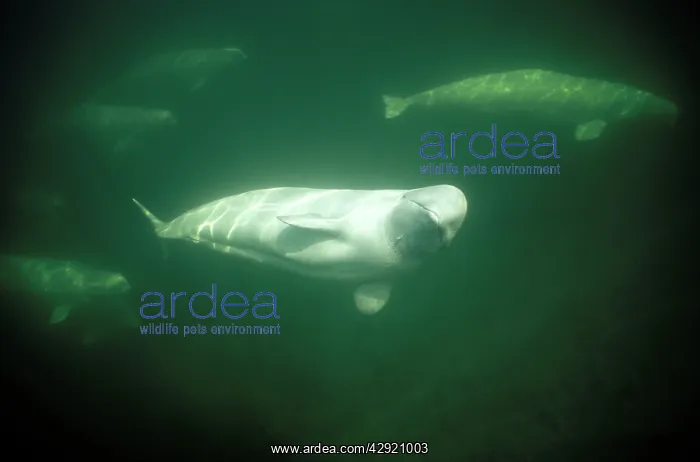 : Beluga / White Whale : Beluga / White Whale