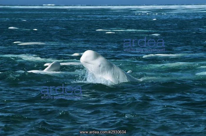 : Beluga / White WHALE : Beluga / White WHALE