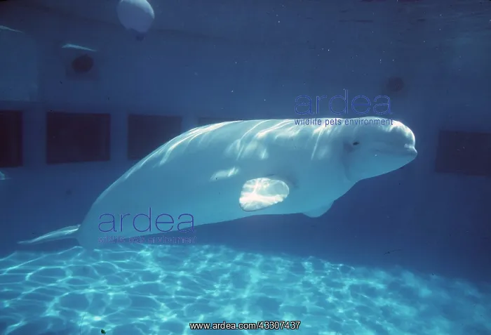 : BELUGA / WHITE WHALE : BELUGA / WHITE WHALE
