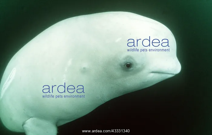 : Beluga / White Whale : Beluga / White Whale