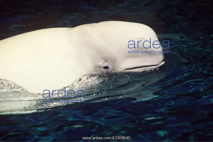 : Beluga / White WHALE - Close up of head : Beluga / White WHALE - Close up of head
